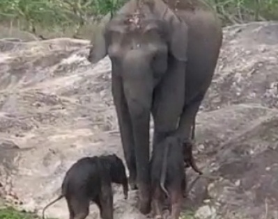 Elephant gives birth to twin calves in K'taka | Elephant gives birth to twin calves in K'taka