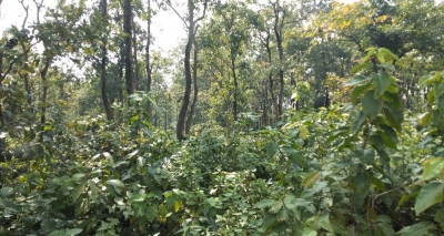 Carbon removal capacity of NE India forests may reduce over time | Carbon removal capacity of NE India forests may reduce over time