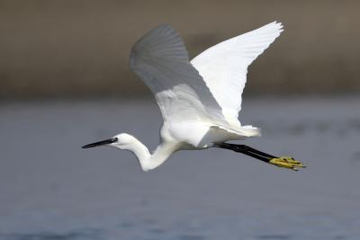 80% Indian bird species population on decline | 80% Indian bird species population on decline 80% Indian bird species population on decline | 80% Indian bird species population on decline