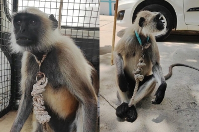 Langur kept as illegal pet to shoo away monkeys rescued in Agra | Langur kept as illegal pet to shoo away monkeys rescued in Agra