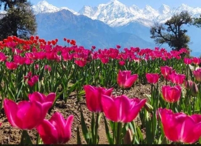 The mesmerizing Tulip Garden in Uttarakhand's Munisyari | The mesmerizing Tulip Garden in Uttarakhand's Munisyari The mesmerizing Tulip Garden in Uttarakhand's Munisyari | The mesmerizing Tulip Garden in Uttarakhand's Munisyari