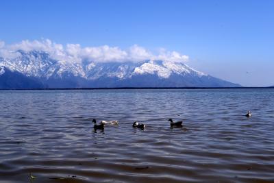 Annual bird census carried out in J&K's Wular Lake | Annual bird census carried out in J&K's Wular Lake Annual bird census carried out in J&K's Wular Lake | Annual bird census carried out in J&K's Wular Lake