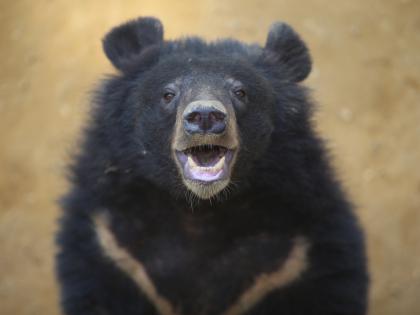 Bear attacks in Japan hit record high | Bear attacks in Japan hit record high Bear attacks in Japan hit record high | Bear attacks in Japan hit record high