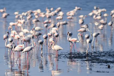 TN to develop Point Calimere Bird sanctuary after huge presence of flamingos detected | TN to develop Point Calimere Bird sanctuary after huge presence of flamingos detected