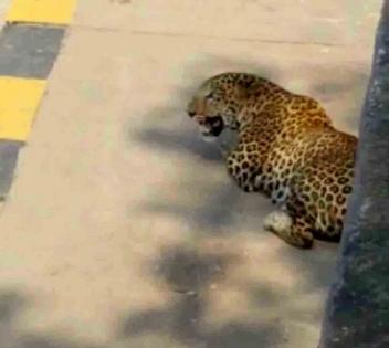 Leopard which strayed into Hyderabad remains elusive | Leopard which strayed into Hyderabad remains elusive