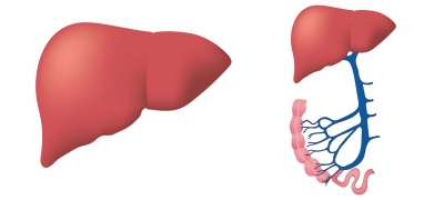 Dietary supplement may help in treatment of fatty liver: Study | Dietary supplement may help in treatment of fatty liver: Study