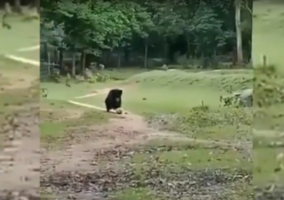Mother bear, cub play football in Odisha village, video goes viral | Mother bear, cub play football in Odisha village, video goes viral