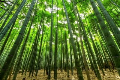 China has over 6 mn hectares of bamboo forests | China has over 6 mn hectares of bamboo forests