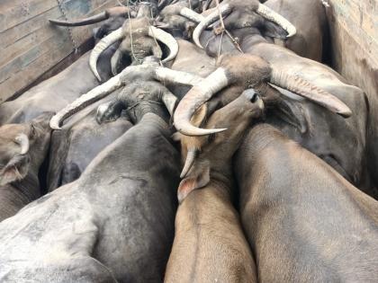 Five cattle smugglers held in UP, 38 bulls recovered | Five cattle smugglers held in UP, 38 bulls recovered