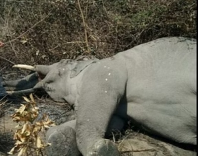 Probe launched after 2 wild elephants found dead in TN district | Probe launched after 2 wild elephants found dead in TN district