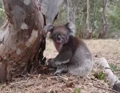 Australia announces national approach to koala conservation | Australia announces national approach to koala conservation