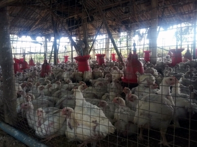 Alert in Telangana's Wanaparthy district for suspected bird flu | Alert in Telangana's Wanaparthy district for suspected bird flu Alert in Telangana's Wanaparthy district for suspected bird flu | Alert in Telangana's Wanaparthy district for suspected bird flu