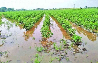 Unseasonal rains again damage crops in Telangana | Unseasonal rains again damage crops in Telangana