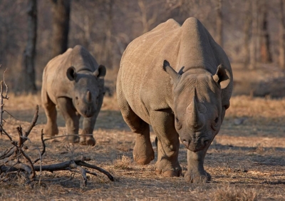 Rhinoceros poaching surges in Namibia | Rhinoceros poaching surges in Namibia