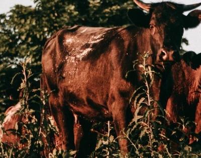 Cows run over train in UP, 11 die | Cows run over train in UP, 11 die