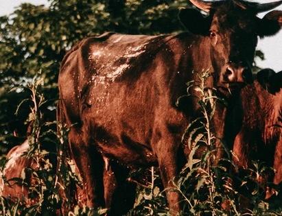 Body parts of slaughtered cow found in Delhi | Body parts of slaughtered cow found in Delhi