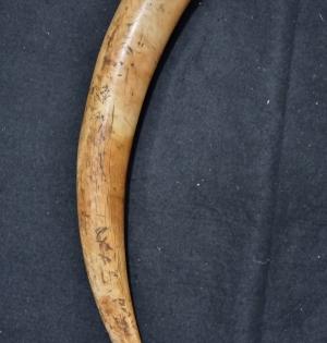 One held with elephant tusk in Odisha | One held with elephant tusk in Odisha