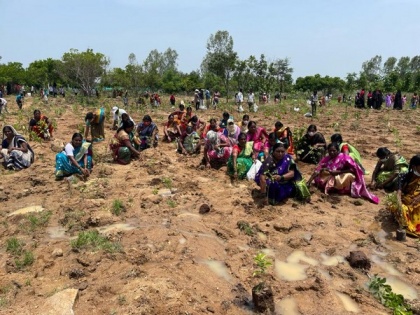Green India Challenge sets world record, plants 1 million saplings in an hour in Telangana | Green India Challenge sets world record, plants 1 million saplings in an hour in Telangana