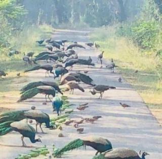 3 peacocks found dead in UP district | 3 peacocks found dead in UP district