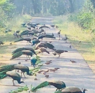 Bihar to frame new policy for increasing peacock numbers | Bihar to frame new policy for increasing peacock numbers