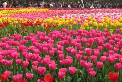 Lakhs of tulip buds to be planted in Delhi before G20 Summit | Lakhs of tulip buds to be planted in Delhi before G20 Summit