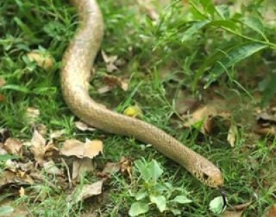 Indian Rat Snake rescued from fire in Noida | Indian Rat Snake rescued from fire in Noida