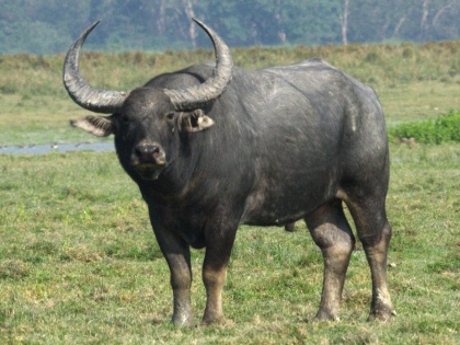 Two killed in wild buffalo attack in Kerala | Two killed in wild buffalo attack in Kerala
