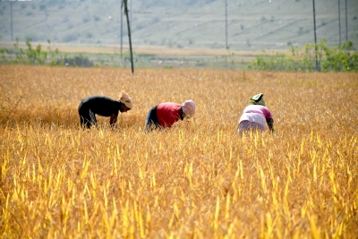 Kuruvai paddy piles up in Delta as procurement lags, farmers left in distress | Kuruvai paddy piles up in Delta as procurement lags, farmers left in distress Kuruvai paddy piles up in Delta as procurement lags, farmers left in distress | Kuruvai paddy piles up in Delta as procurement lags, farmers left in distress