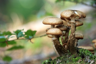 Magic mushroom helps 'open up' brains of people with depression: Study | Magic mushroom helps 'open up' brains of people with depression: Study
