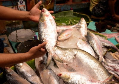 Rise in fuel prices also taking a toll on hilsa | Rise in fuel prices also taking a toll on hilsa