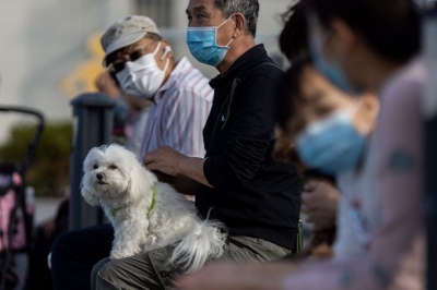 Aussie racing dogs face quarantine over canine COVID-19 outbreak | Aussie racing dogs face quarantine over canine COVID-19 outbreak Aussie racing dogs face quarantine over canine COVID-19 outbreak | Aussie racing dogs face quarantine over canine COVID-19 outbreak
