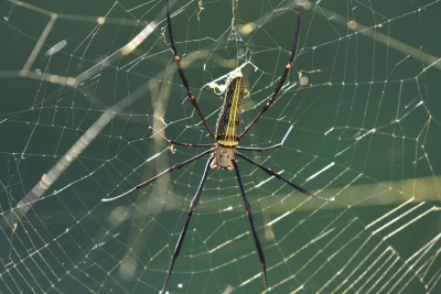 Spider venom can be used as alternative to opioid painkillers | Spider venom can be used as alternative to opioid painkillers Spider venom can be used as alternative to opioid painkillers | Spider venom can be used as alternative to opioid painkillers