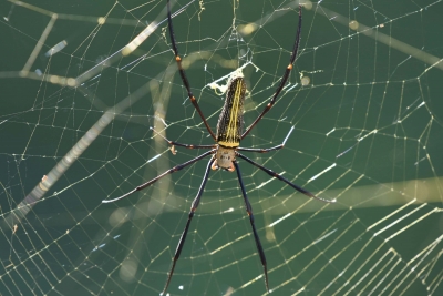 Spider venom can be used as alternative to opioid painkillers | Spider venom can be used as alternative to opioid painkillers