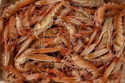 Haryana sees record production of 2,900 tons of shrimp | Haryana sees record production of 2,900 tons of shrimp