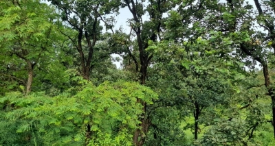 13 cities, 26 urban forests: UP's grand greenification plan | 13 cities, 26 urban forests: UP's grand greenification plan