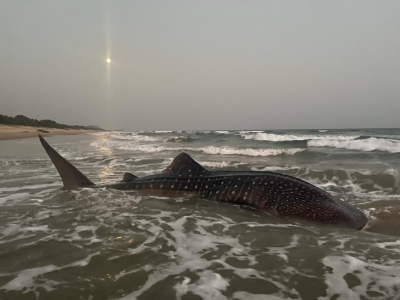 World's largest fish at Vizag beach, guided back to sea | World's largest fish at Vizag beach, guided back to sea