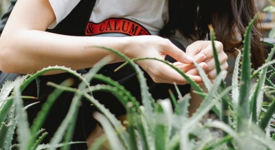 Neem and Aloe Vera, your skin care essentials | Neem and Aloe Vera, your skin care essentials Neem and Aloe Vera, your skin care essentials | Neem and Aloe Vera, your skin care essentials