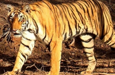 Tigeress tranquilised, captured as it ventures near village | Tigeress tranquilised, captured as it ventures near village
