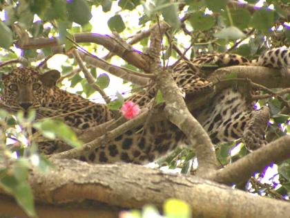 Two leopards caught in UP’s Bijnor forest | Two leopards caught in UP’s Bijnor forest Two leopards caught in UP’s Bijnor forest | Two leopards caught in UP’s Bijnor forest