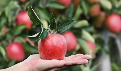 Himachal to again use anti-hail guns to protect apple crops | Himachal to again use anti-hail guns to protect apple crops