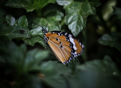 Five new butterfly families traced in TN | Five new butterfly families traced in TN