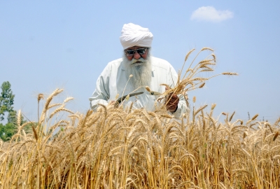 105 lakh metric tons wheat procured in Punjab, surpass last year's total | 105 lakh metric tons wheat procured in Punjab, surpass last year's total