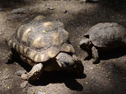 Campaign launched in Bihar against people keeping tortoises as pets | Campaign launched in Bihar against people keeping tortoises as pets Campaign launched in Bihar against people keeping tortoises as pets | Campaign launched in Bihar against people keeping tortoises as pets