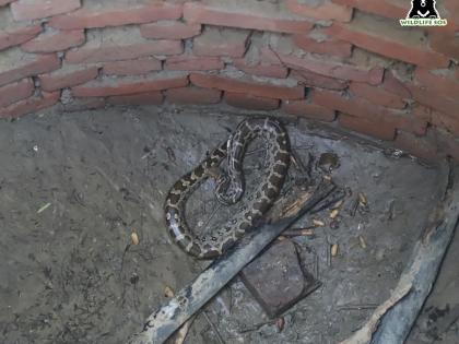 Drunk Kerala man comes to petrol pump with python, wants to be clicked | Drunk Kerala man comes to petrol pump with python, wants to be clicked Drunk Kerala man comes to petrol pump with python, wants to be clicked | Drunk Kerala man comes to petrol pump with python, wants to be clicked