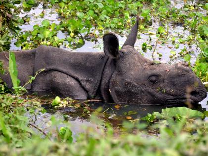 Rhino dies in Kaziranga National Park, authorities rule out poaching | Rhino dies in Kaziranga National Park, authorities rule out poaching Rhino dies in Kaziranga National Park, authorities rule out poaching | Rhino dies in Kaziranga National Park, authorities rule out poaching