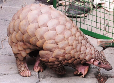 Pangolins may be intermediate NCoV host: Study | Pangolins may be intermediate NCoV host: Study Pangolins may be intermediate NCoV host: Study | Pangolins may be intermediate NCoV host: Study