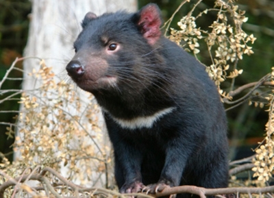Tasmanian devils' fussy diet puzzles Aussie scientists | Tasmanian devils' fussy diet puzzles Aussie scientists