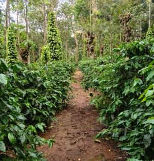 Karnataka coffee planters reel under Covid, heavy rains | Karnataka coffee planters reel under Covid, heavy rains Karnataka coffee planters reel under Covid, heavy rains | Karnataka coffee planters reel under Covid, heavy rains