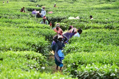 Darjeeling politics: Bengal govt to grant land deeds to tea garden workers | Darjeeling politics: Bengal govt to grant land deeds to tea garden workers