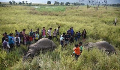 246 elephants died in Odisha in 3 years: Minister | 246 elephants died in Odisha in 3 years: Minister